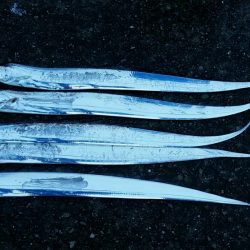 雨後は若干状況の変化あり。でも時合に5匹ゲット。